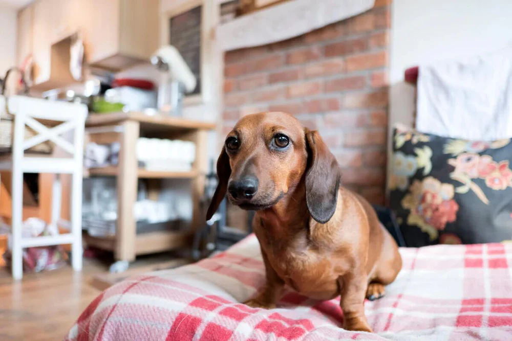 Are Dachshunds Hypoallergenic