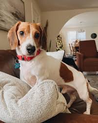 Beagle Dachshund Mix