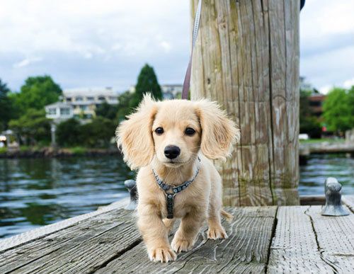Cream Dachshund
