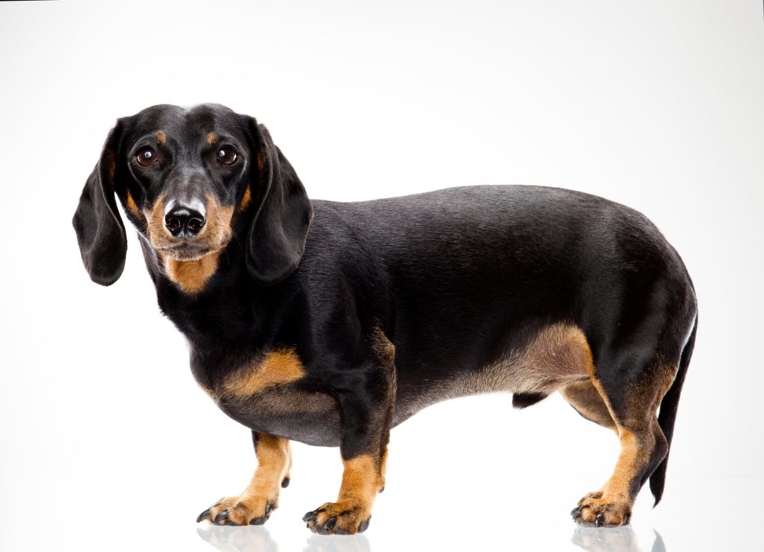 Dachshund Adoption