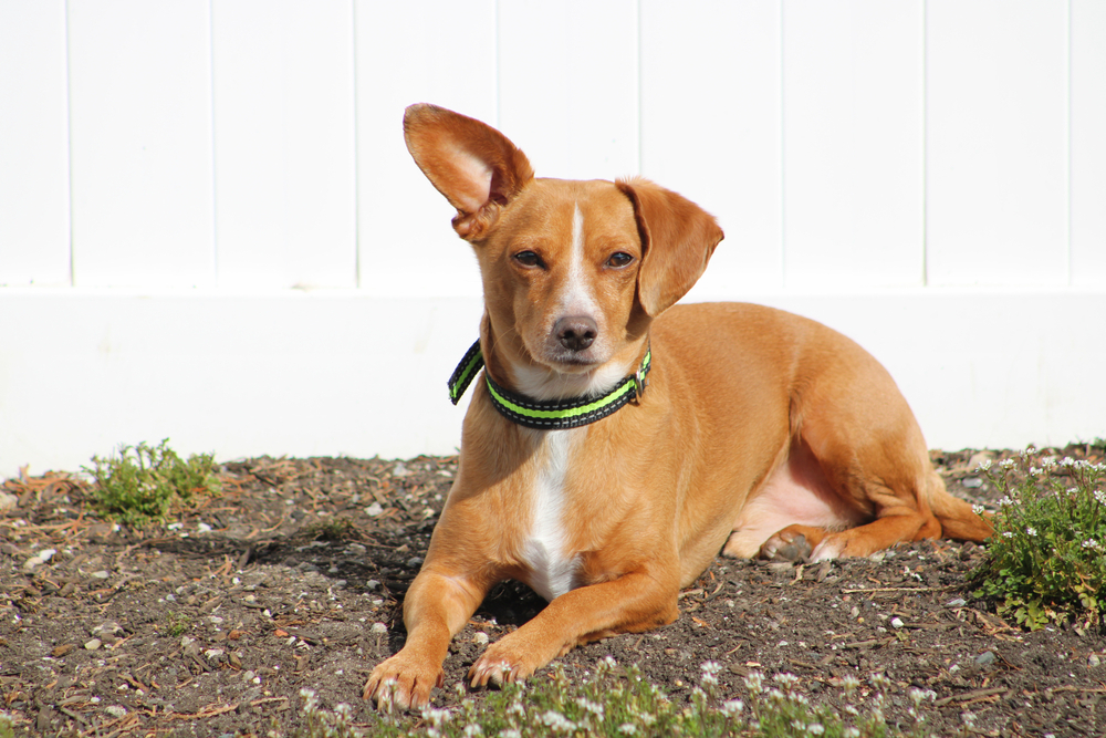 Dachshund Chihuahua Mix