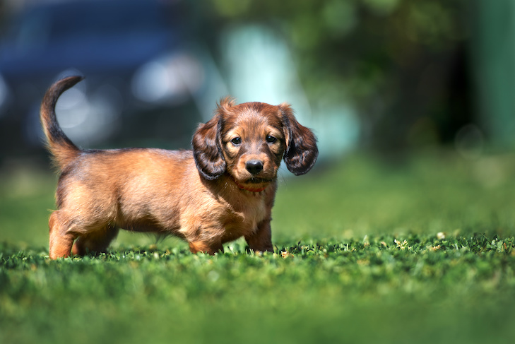 Dachshund Dachshund Puppy