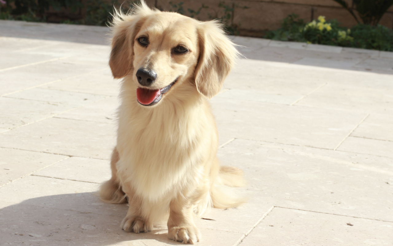 Dachshund For Sale Near Me