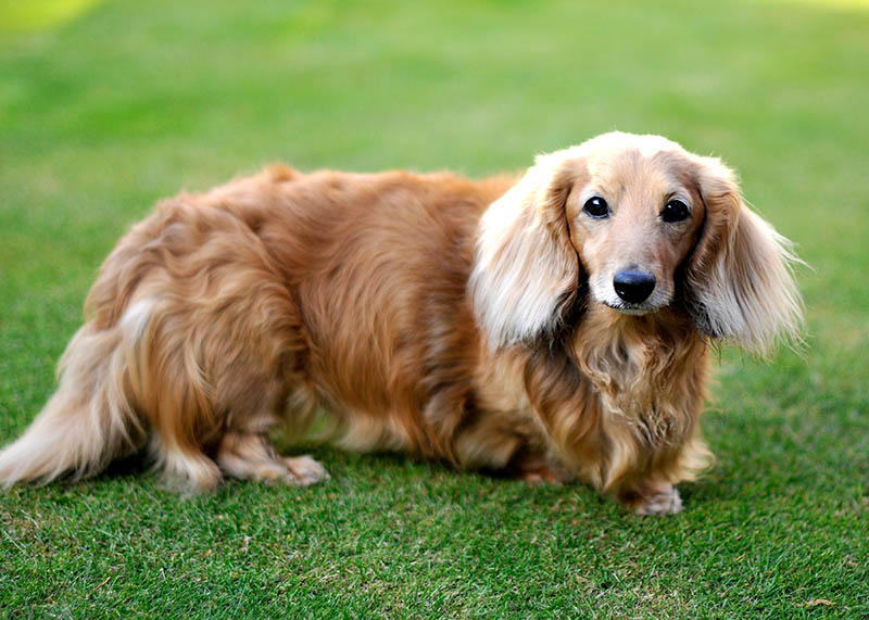 Dachshund Long Hair