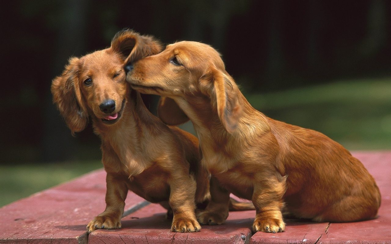 Dachshund Near Me