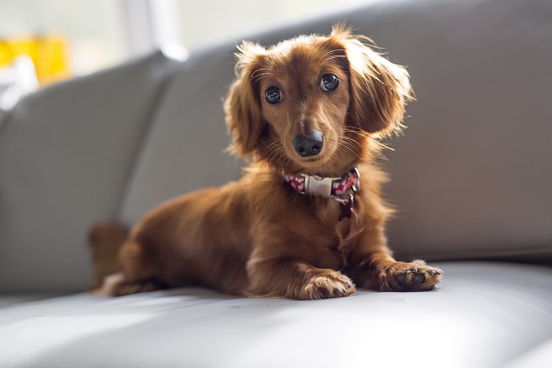 Dachshund Personality