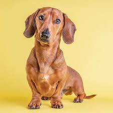 Dachshund Pronounce