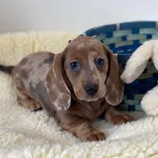 Dachshund Puppies Near Me