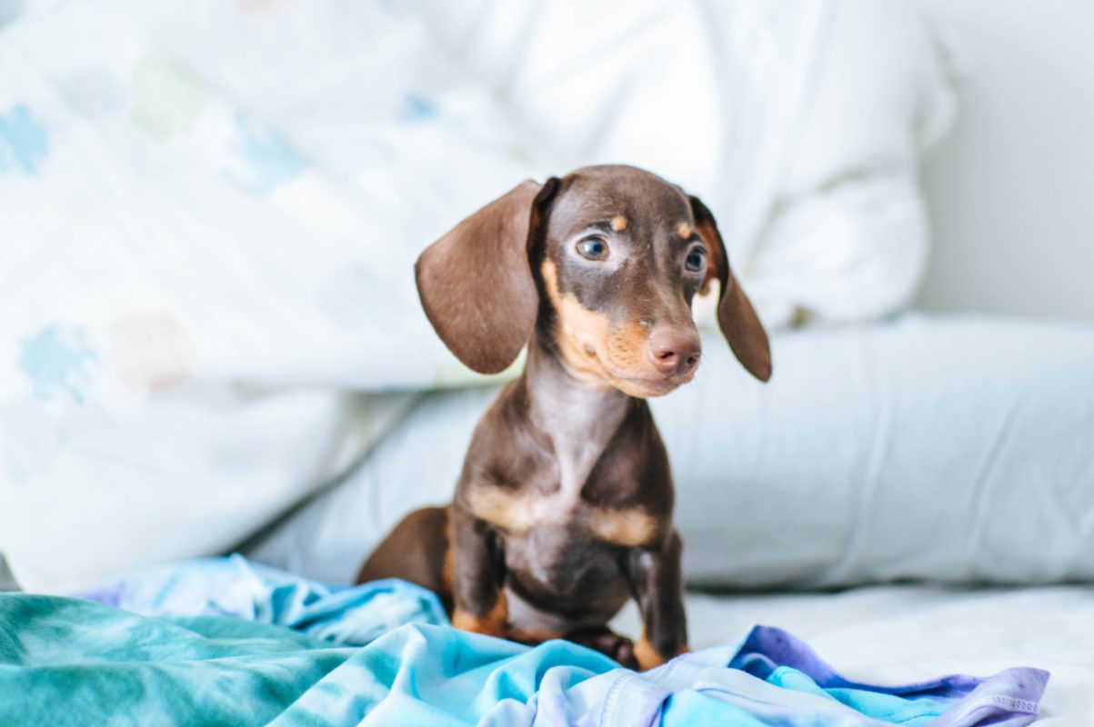 Dachshund Rescue Near Me