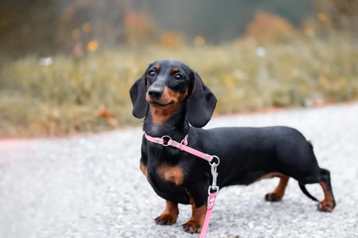 Dachshunds