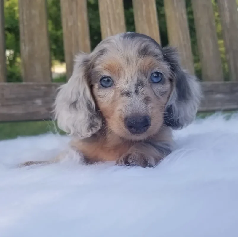 Dachshunds For Sale