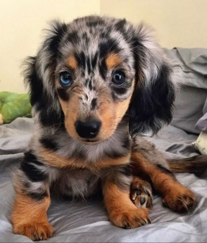 Dapple Dachshund Puppies
