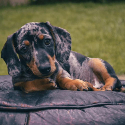 Dapple Dachshund