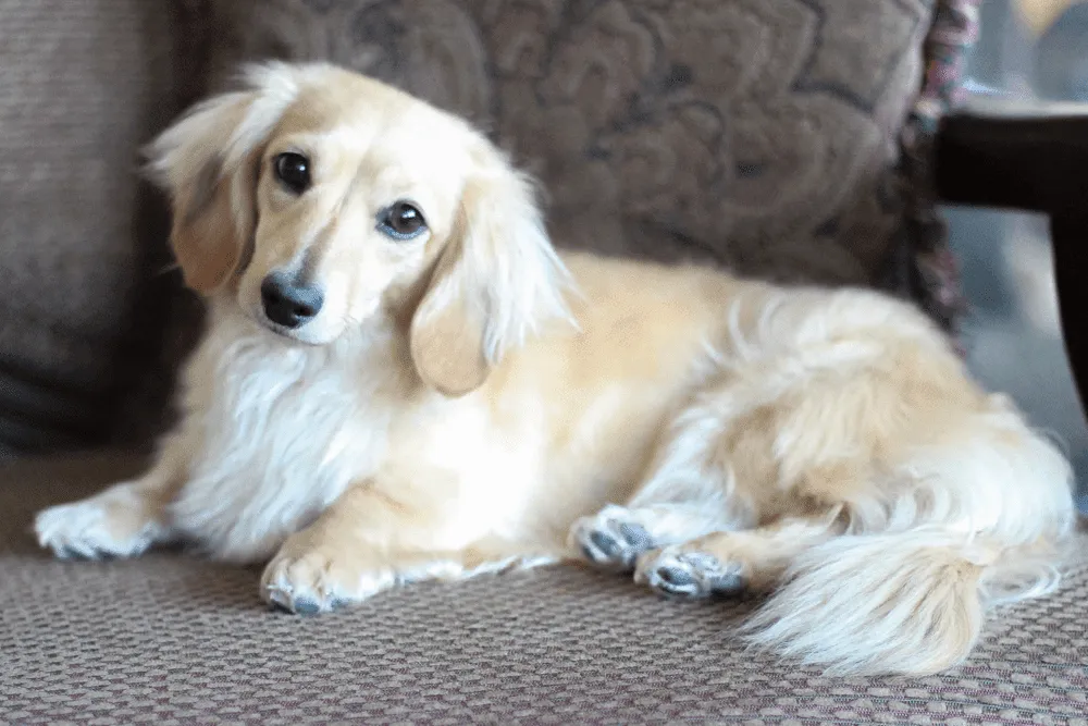 English Cream Dachshund