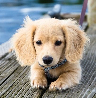 Golden Dachshund