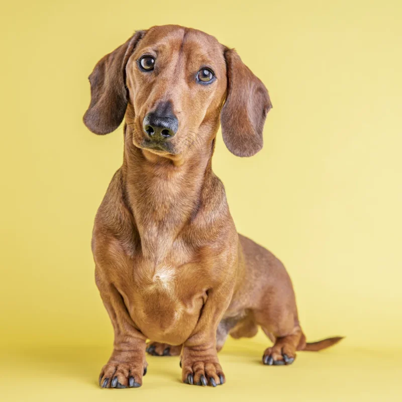 How To Pronounce Dachshund