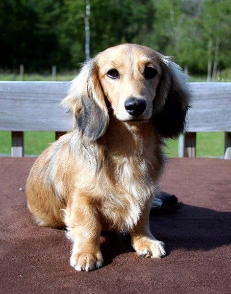 Long Hair Mini Dachshund