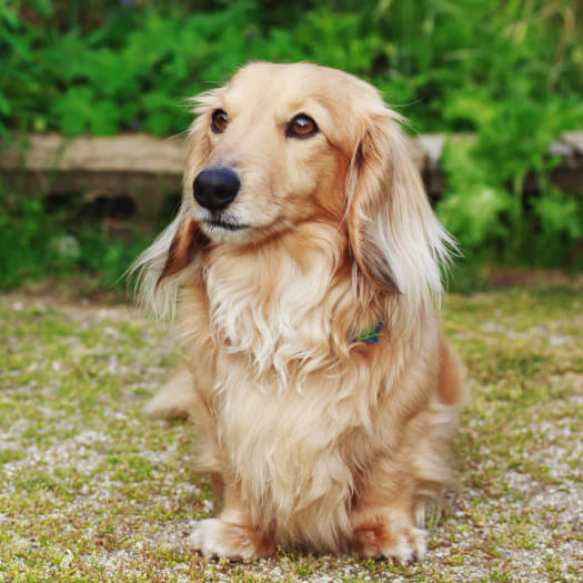 Long Haired Mini Dachshund
