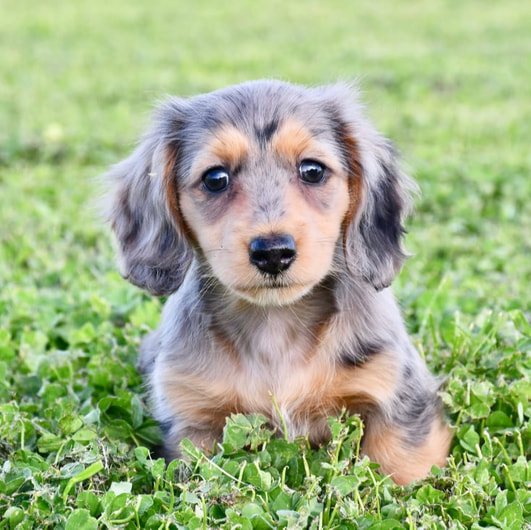 Long Haired Miniature Dachshund