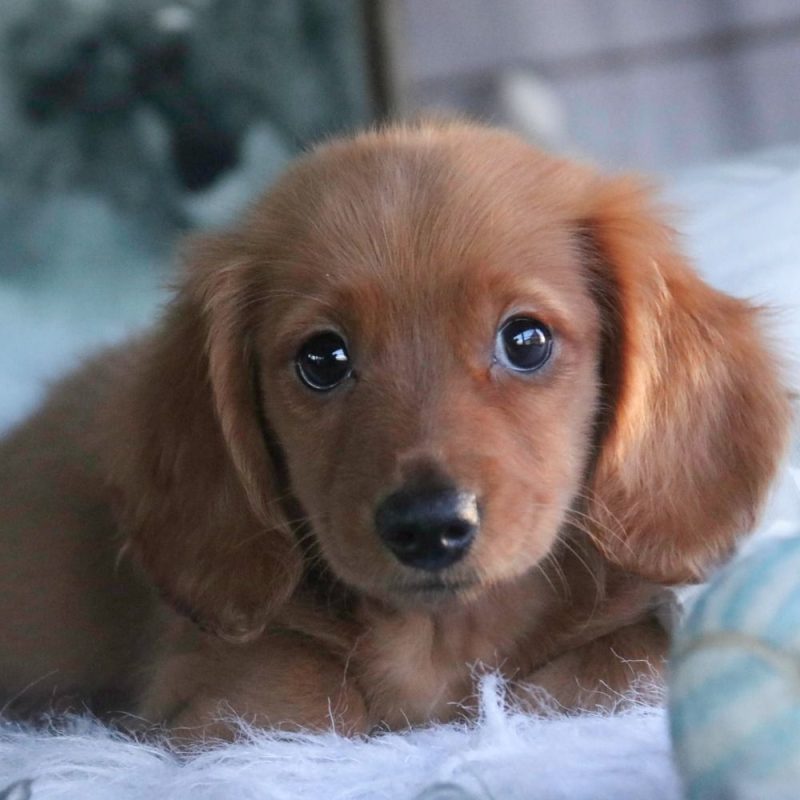 Mini Dachshund Puppies For Sale