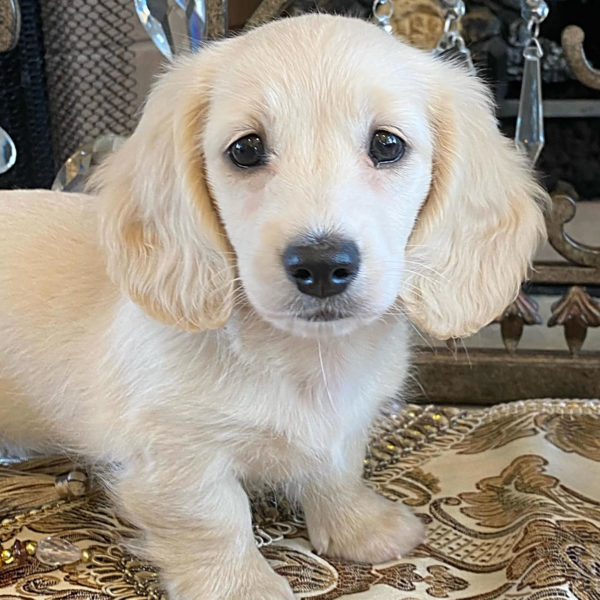 Mini Dachshund Puppies For Sale Near Me