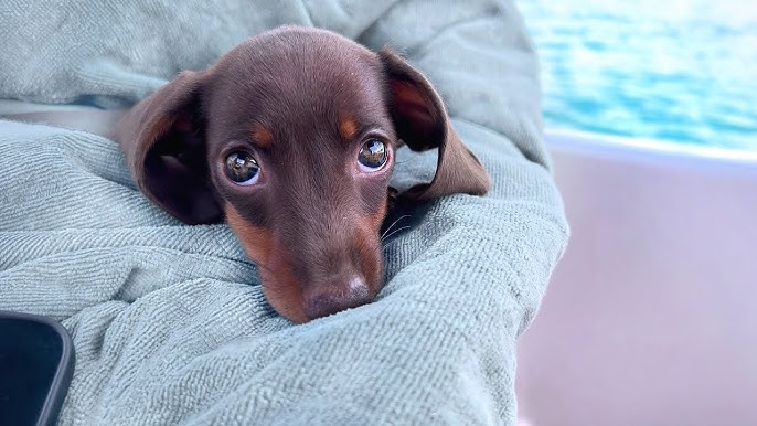 Mini Dachshund Puppies