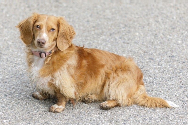 Mini Long Haired Dachshund