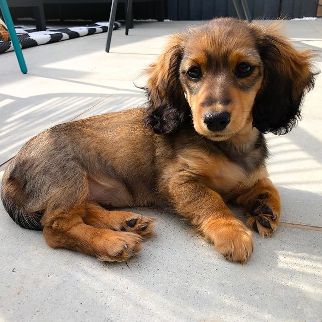 Miniature Dachshund For Sale