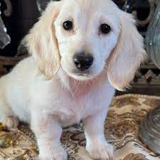 Miniature Dachshund Puppies For Sale