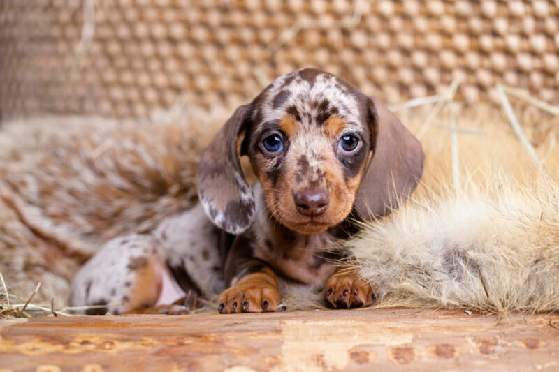 Miniature Dachshund Puppy