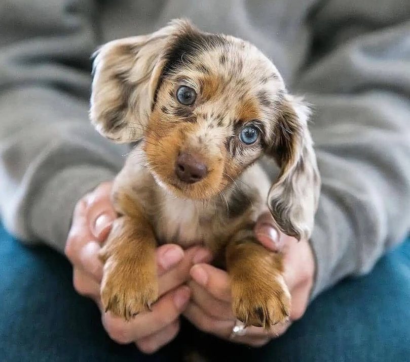 Miniature Long Haired Dachshund