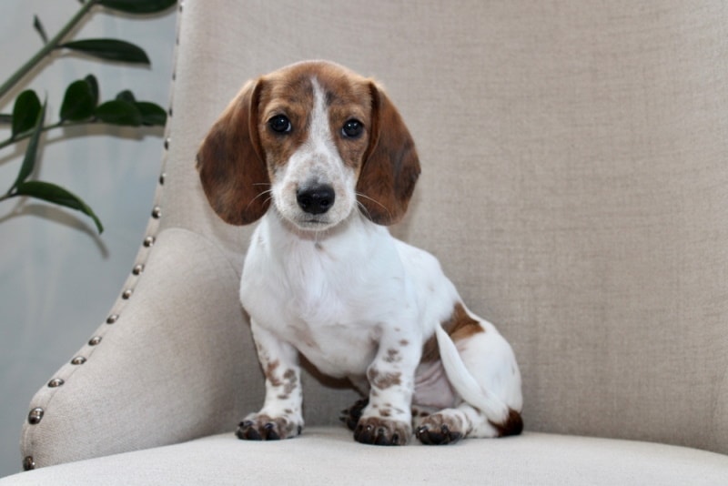Piebald Dachshund