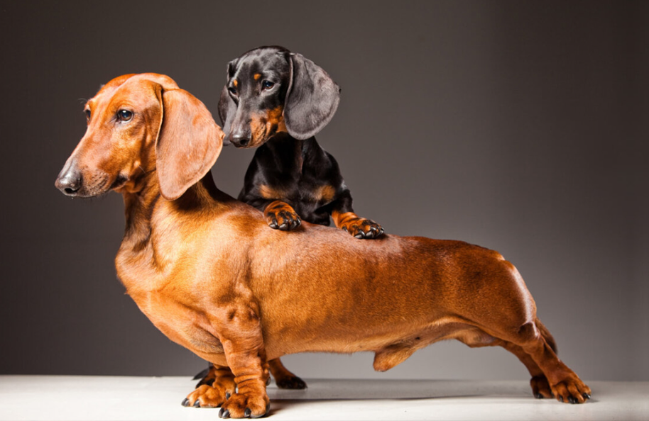 Standard Dachshund