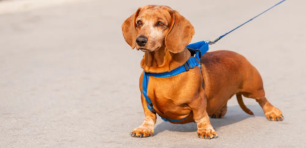 Why Dachshunds Are The Worst Breed