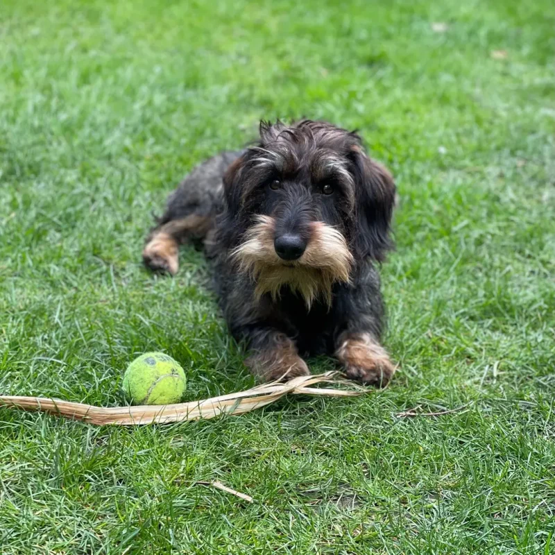 Wire Haired Dachshund