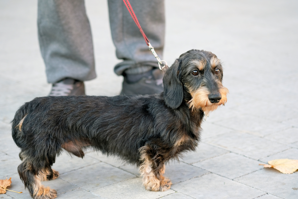 Wirehaired Dachshund