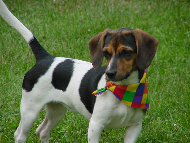 Beagle Dachshund Mix Puppies