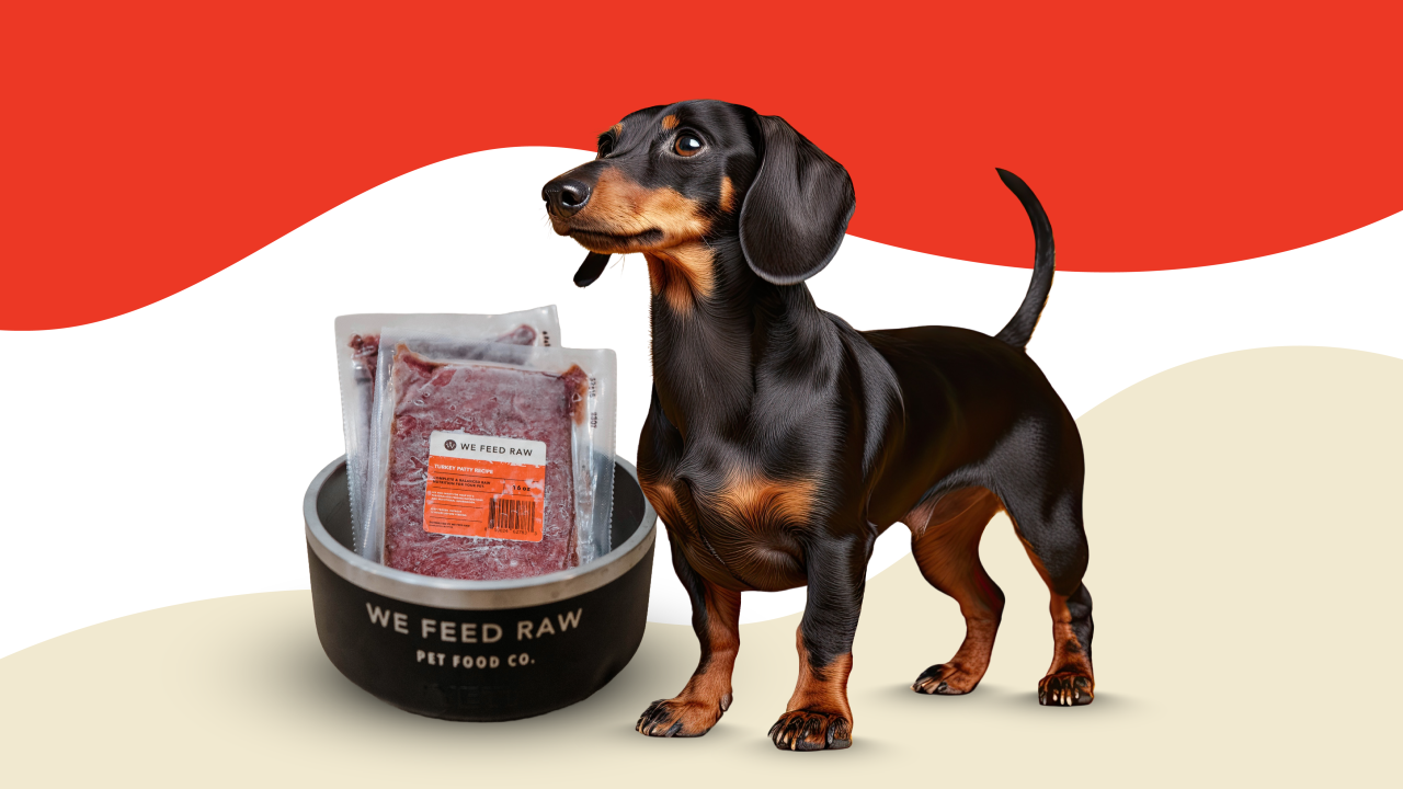 Best Puppy Food For Dachshunds