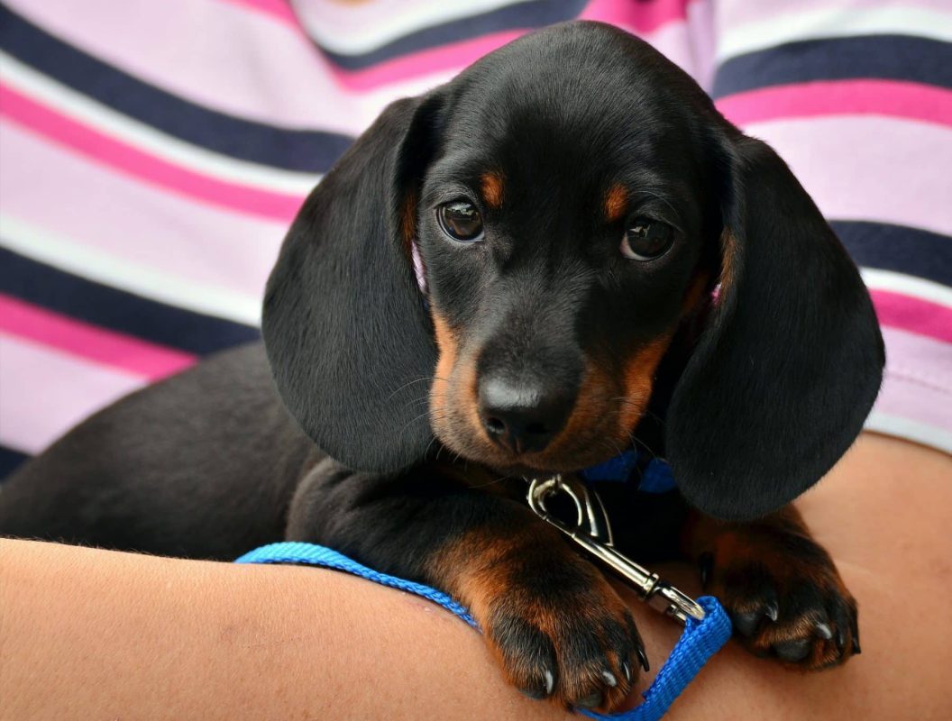 Black Dachshund Puppy