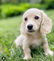 Blonde Dachshund Puppies