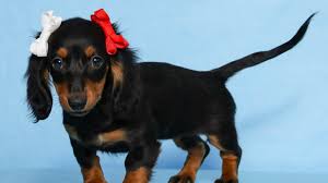 Cheap Dachshund Puppies For Sale