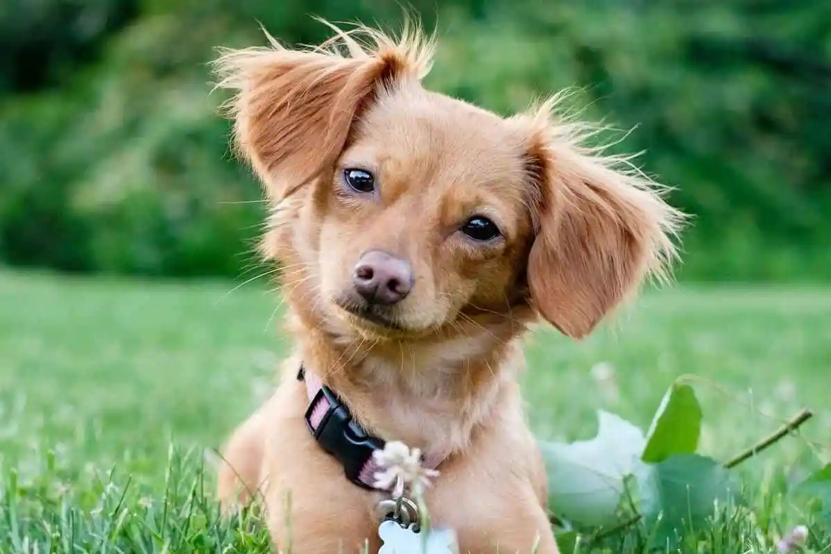 Chihuahua Dachshund Mix Puppy