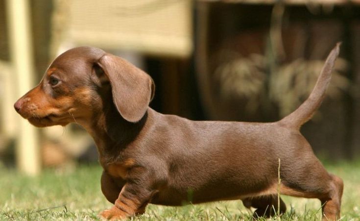 Craigslist Dachshund Puppies