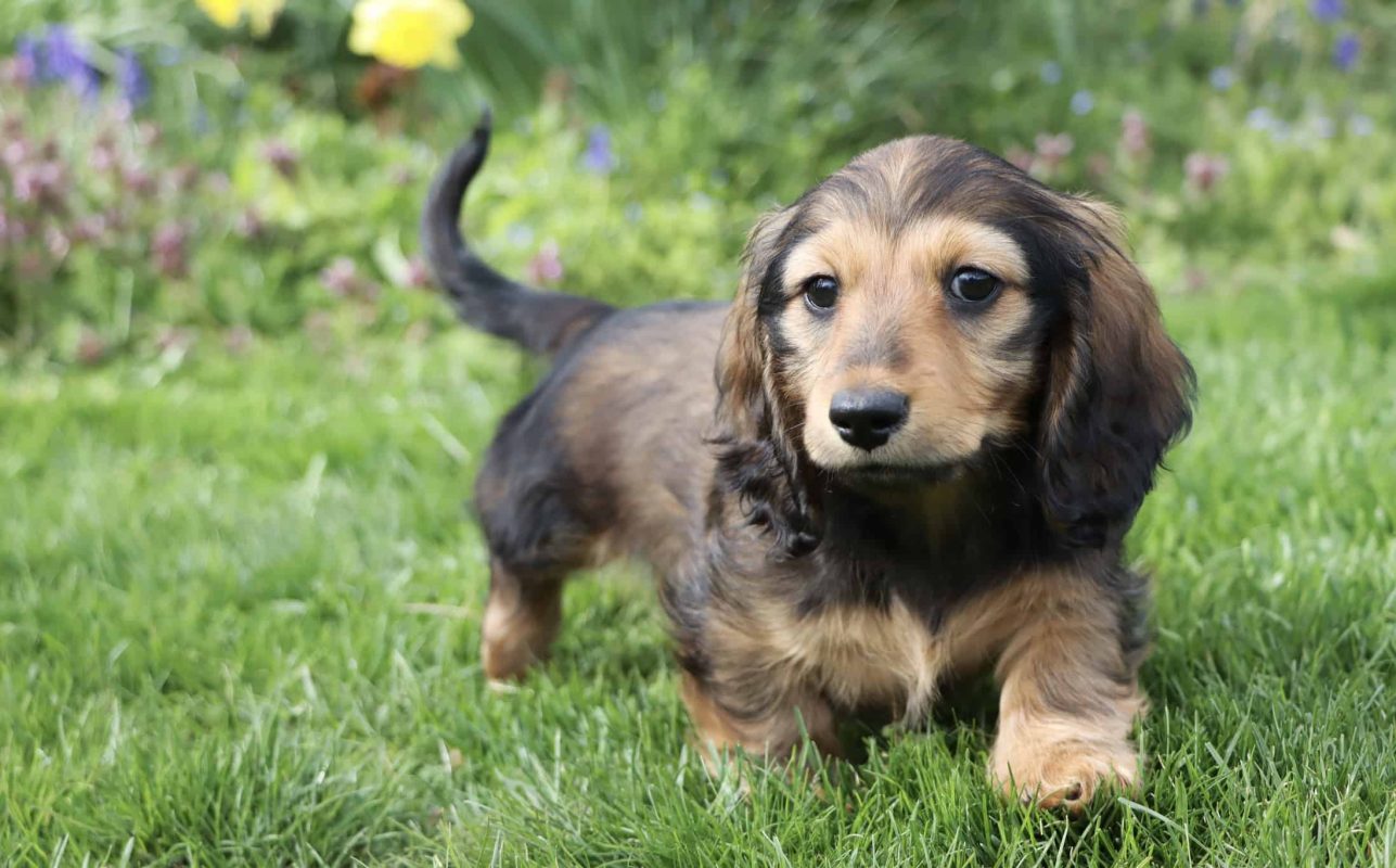 Dachshund Miniature Long Haired Puppies