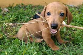 Dachshund Puppies For Sale Florida