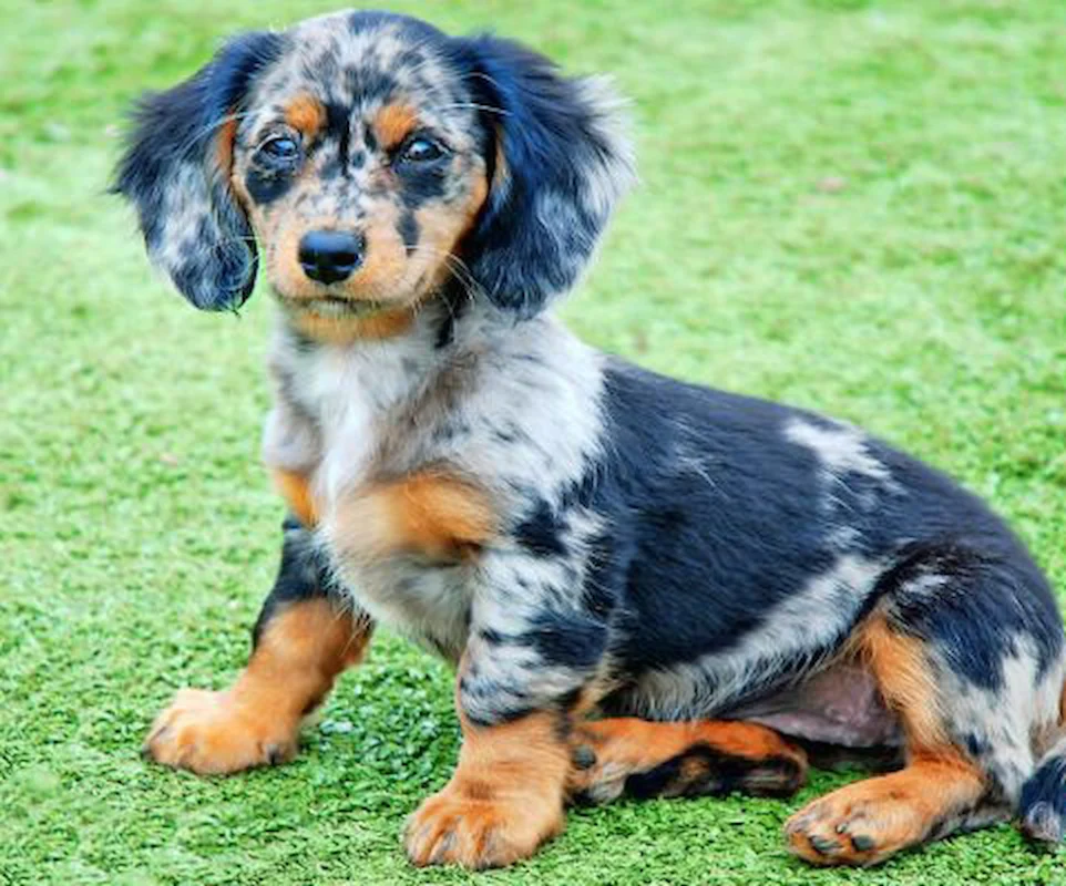 Dachshund Puppies For Sale In Michigan