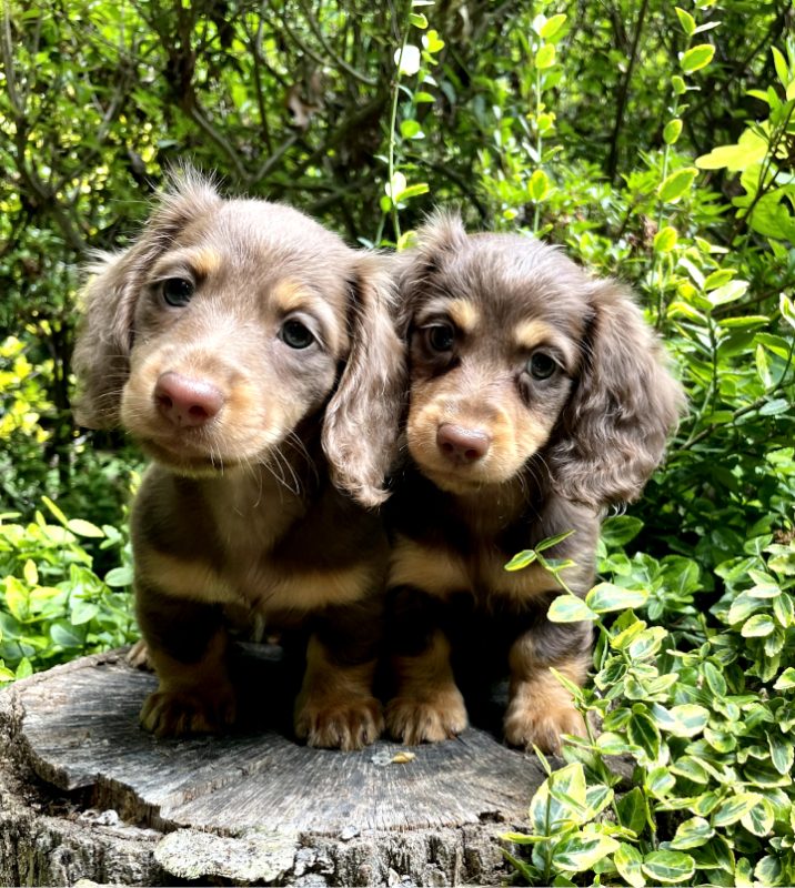 Dachshund Puppies For Sale In NC