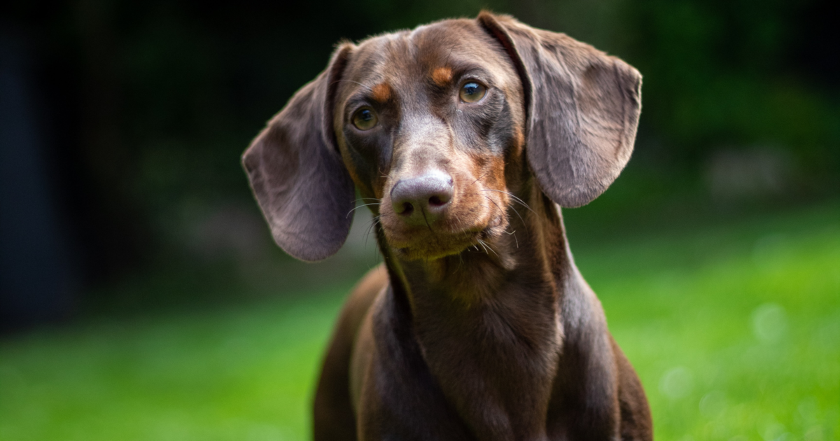 Dachshund Puppies For Sale In SC