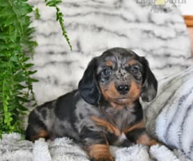 Dachshund Puppies For Sale NY