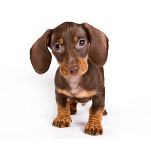 Dachshund Puppies Georgia
